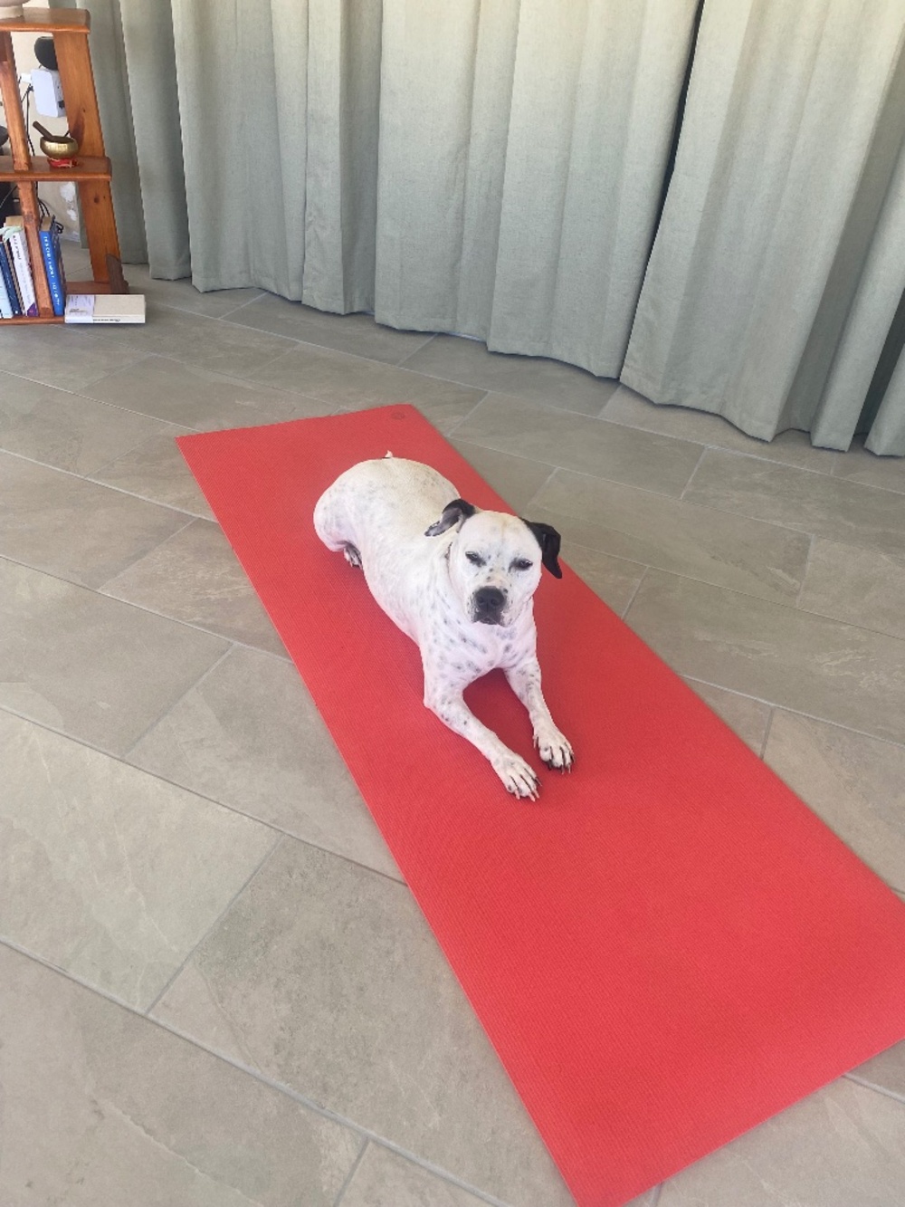 Meet your Posher, Heidi